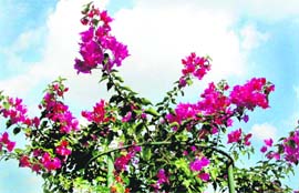 Clouds of pleasure add charm to the hues of the summer in Chandigarh on Tuesday.