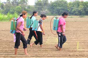 Agriculture students try their hands on pesticide sprayers on soya crop on the PAU campus in Ludhiana on Tuesday.