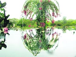 A tree presents a splendid reflection after Friday’s rain in Chandigarh.