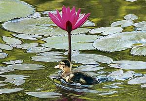 A duckling takes shelter under a water lily at Nature Park in Sector 26, Chandigarh.