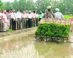 PAU employees demonstrate the working of a Japanese paddy planter at the university in Ludhiana on Friday.