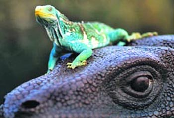can you spot the real onE? An Iguana perches itself on the model of a dinosaur, much to the delight of the lensman.