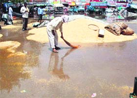 A labourer removes rainwater from a heap of wheat at Grain Market in Sector 26, Chandigarh
