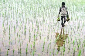 A labourer carries saplings at a paddy field in a village in Punjab