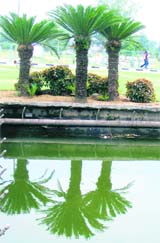 Three is company: A group of trees casts a mirage effect on the PAU campus in Ludhiana.