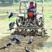 Crows look for worms in a field being ploughed in Ludhiana.