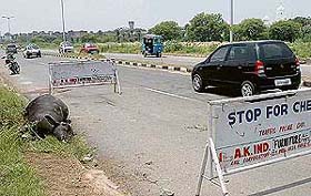 Carcass of a buffalo lying on the road dividing Sectors 48 and 49 in Chandigarh for the past two days