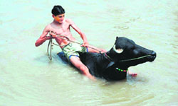 A youth tries to tame his buffalo in a pond on a hot summer day in Karnal.