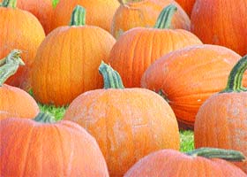 Torrential rains have caused damage to kharif crops like pumpkin, chilli, tomato and bitter gourd