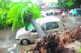 The tree that fell on a Santro car in Sector 15, Chandigarh, on Thursday.