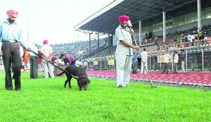 Security personnel carry out last-minute checks for Independence Day celebrations at Guru Nanak Stadium in Ludhiana on Thursday.