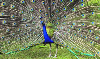 A peacock displays its plumage after a rain in New Delhi.
