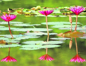 Red Water Lilies in full bloom in the Sector 26 garden, Chandigarh.