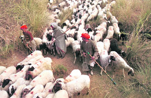 A flock of sheep look for greener pastures near the Chandigarh-Ambala highway.