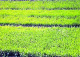 Area under paddy plantation has increased to 75,500 hectares