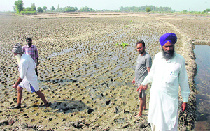 Flooding has left this once-lush green paddy field in Kapurthala district slushy and flattened.