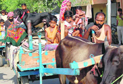 Rajasthani nomads, originally from Chittorgarh, on their way to camp at Saketri near Chandigarh