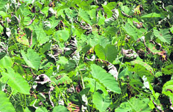 A vegetable field damaged near Hamirpur.