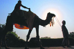 A tourist enjoys camel ride at Rose Garden in Sector 16, Chandigarh on Saturday.