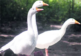 Ducks enjoy a pleasant morning at Rose Garden in Ludhiana.