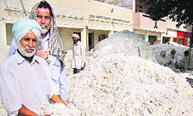 A farmer with his cotton produce in Bathinda on Tuesday.