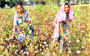 The bumper cotton crop has made cotton pickers in Bathinda happy. Farmers here are also not minding giving them more money.