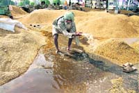 A farmer tries to salvage his paddy after rain in Bathind