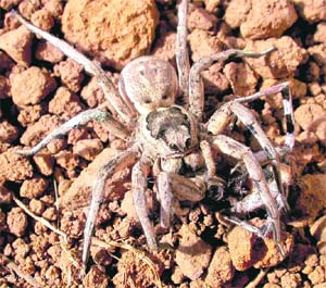 A female burrowing wolf spider (Lycosa tarantula), the Mediterranean tarantula, is photographed while feeding on a male is this undated photograph