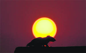 A squirrel waiting to get back home as the sun sets in the backdrop in Karnal.