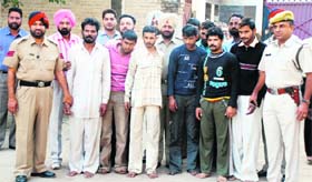 Gang of buffalo thieves in police custody in Ludhiana