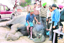A jumbo that fell unconscious on the banks of Sidhwan Canal in Ludhiana on Thursday.