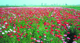 The site for flower seeds in Rakhra village near Patiala offers a picturesque sight.