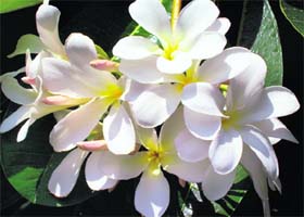 Bold white Plumeria blooms on a moonlit night