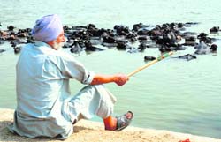 An old man watches his cattle bathing in a canal in Karnal.