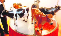 Visitors get to see different breeds of cows and buffaloes at Agro Tech-2008 on Sunday at Parade Ground-17.