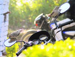 Two jungle bablar birds admire themselves in the rear-view mirrors of a motor cycle