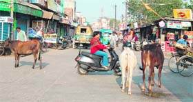 Cattle belonging to an Ambala dairy, which are a traffic hazard