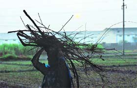 A woman returns home in a village near Jind after collecting wood