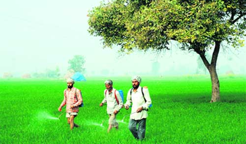 Workers spray pesticides on the wheat crop in Nilokheri near Karnal.