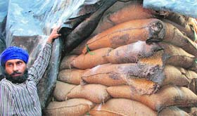 An employee shows a part of the wheat stock rotting at Dera Miran Mir village in Sirhind