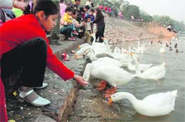 A girl feeds ducks at Sukhna Lake in Chandigarh on Sunday.