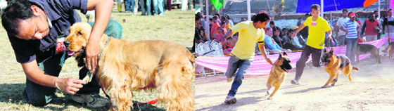 A Cocker Spaniel with his master; and (right) German Shepards exibit their skills during the dog show at Dehradun.
