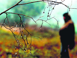Tribune lensman Vicky Gharu captures dew drops sparkling in the wintery morning of Mohali on Monday.