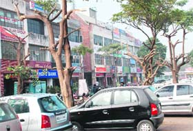 Without caring for the law, shopkeepers in Phase X, Mohali, have heavily pruned trees
