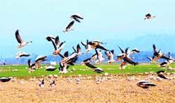 Migratory birds in the fields along the Pong Dam wetland area at Nagrota Surian.