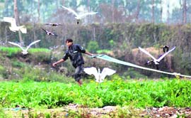 A farmer shooes away birds as he pulls up a water pipe to irrigate his fields in Dehradun on Friday.