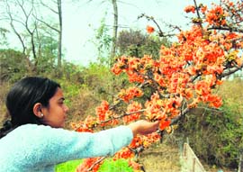On Basant Panchami, a girl picks Tesu (Butea Mono Sperma) flowers in Dehradun on Saturday.Tribune photo:Anil P. Rawat