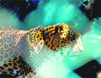 A leopard in the Manda Deer Park, Jammu.