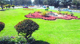 The Shivalikview roundabout among the award- winning entries for this year’s Rose Fest.