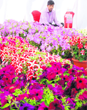 Flowers displayed at the event